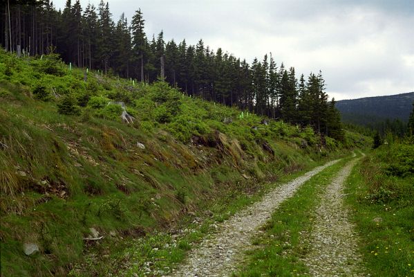 Krkonoše, Široký hřbet, 4.6.2002
Cesta k Modrému dolu. Biotop kovaříků Ctenicera cuprea, Orithales serraticornis a Pheletes aeneoniger.
Klíčová slova: Pec pod Sněžkou Krkonoše Široký hřbet Ctenicera cuprea Orithales serraticornis Pheletes aeneoniger