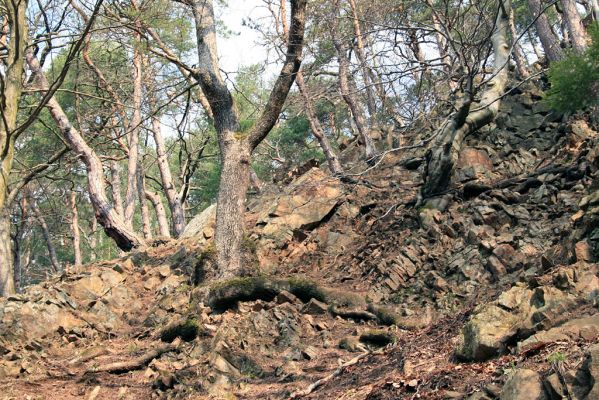 Strádovské Peklo, 1.4.2008
Suťový les
Klíčová slova: Nasavrky Strádovské Peklo suťový lesA