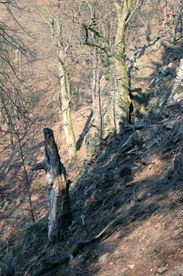 Strádovské Peklo, 1.4.2008
Suťový les
Klíčová slova: Nasavrky Strádovské Peklo suťový lesA