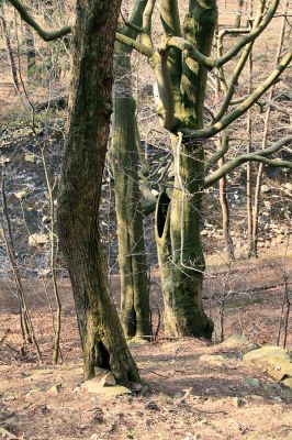 Strádovské Peklo, 1.4.2008
Suťový les
Klíčová slova: Nasavrky Strádovské Peklo suťový lesA Chrudimka