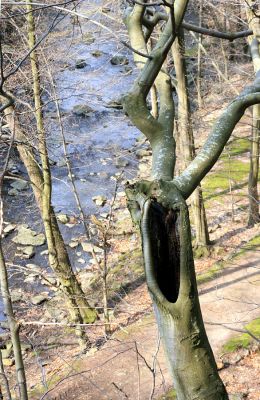 Strádovské Peklo, 1.4.2008
Řeka Chrudimka
Klíčová slova: Nasavrky Strádovské Peklo suťový les Chrudimka