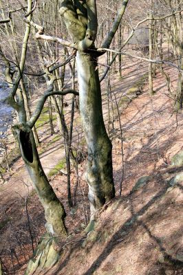 Strádovské Peklo, 1.4.2008
Suťový les
Schlüsselwörter: Nasavrky Strádovské Peklo suťový lesA