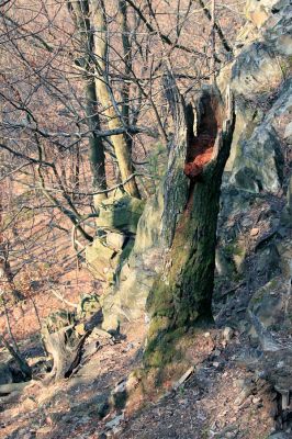 Strádovské Peklo, 1.4.2008
Sutový les. Rozlomený, ale stále živý dub
Klíčová slova: Nasavrky Strádovské Peklo suťový lesA