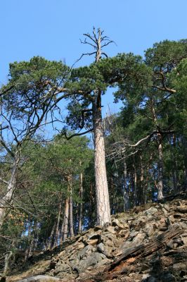 Strádovské Peklo, 1.4.2008
Sutový les. Reliktní bor.
Schlüsselwörter: Nasavrky Strádovské Peklo suťový lesA reliktní bor