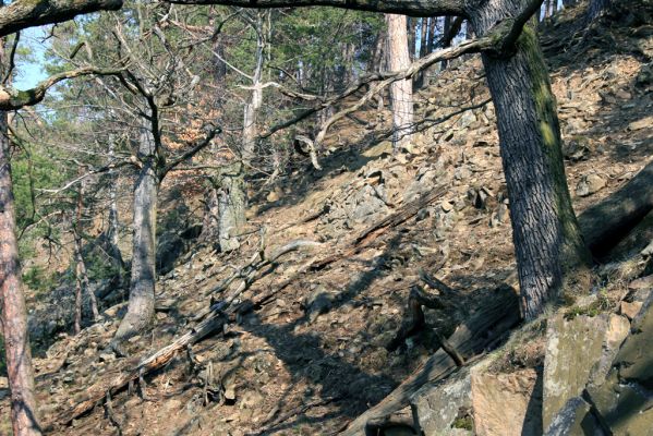 Strádovské Peklo, 1.4.2008
Sutový les
Schlüsselwörter: Nasavrky Strádovské Peklo suťový lesA