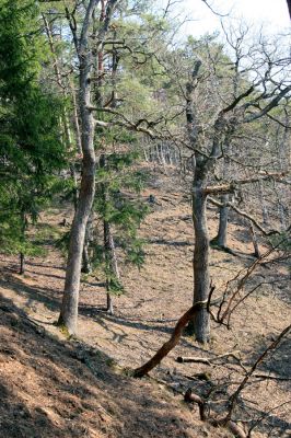 Strádovské Peklo, 1.4.2008
Sutový les
Klíčová slova: Nasavrky Strádovské Peklo suťový lesA