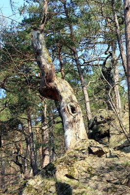 Strádovské Peklo, 1.4.2008
Suťový les. Mrtvý dub.
Klíčová slova: Nasavrky Strádovské Peklo suťový lesA