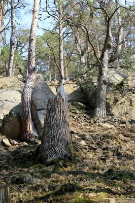 Strádovské Peklo, 1.4.2008
Suťový les. Dubový pahýl.
Schlüsselwörter: Nasavrky Strádovské Peklo suťový lesA