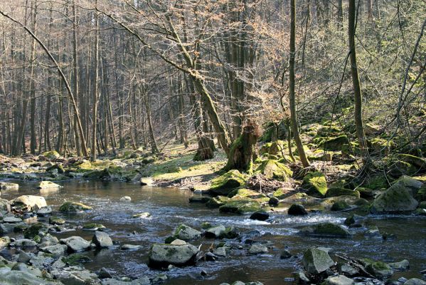 Strádovské Peklo, 1.4.2008
Řeka Chrudimka
Klíčová slova: Nasavrky Strádovské Peklo suťový lesF Chrudimka