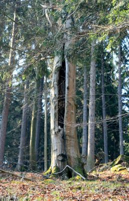 Strádovské Peklo, 1.4.2008
Suťový les. Dutý buk.
Klíčová slova: Nasavrky Strádovské Peklo suťový lesB