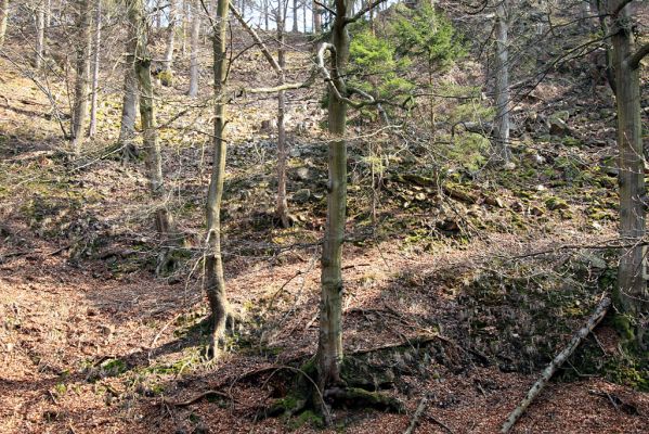 Strádovské Peklo, 1.4.2008
Suťový les
Schlüsselwörter: Nasavrky Strádovské Peklo suťový lesC