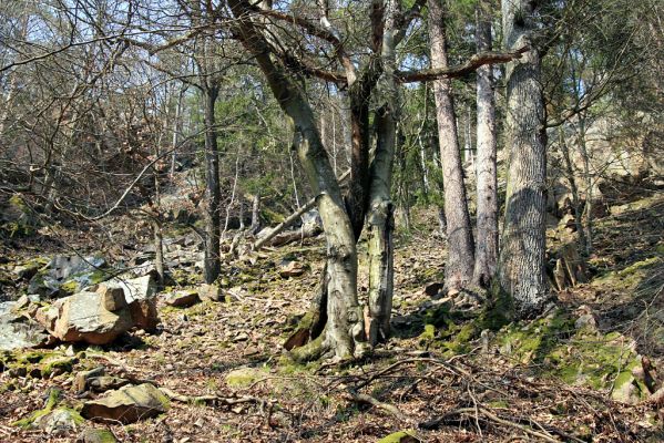 Strádovské Peklo, 1.4.2008
Suťový les
Schlüsselwörter: Nasavrky Strádovské Peklo suťový lesC