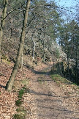 Strádovské Peklo, 1.4.2008
Suťový les. Cesta ve svahu nad Chrudimkou.
Klíčová slova: Nasavrky Strádovské Peklo suťový lesC