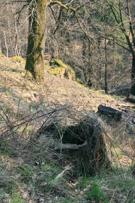 Strádovské Peklo, 1.4.2008
Suťový les. Dubový pařez. Datum výroby zima 1996/1997.
Klíčová slova: Nasavrky Strádovské Peklo suťový lesC dubový pařez