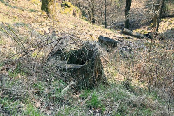 Strádovské Peklo, 1.4.2008
Suťový les. Dubový pařez.
Klíčová slova: Nasavrky Strádovské Peklo suťový lesC dubový pařez