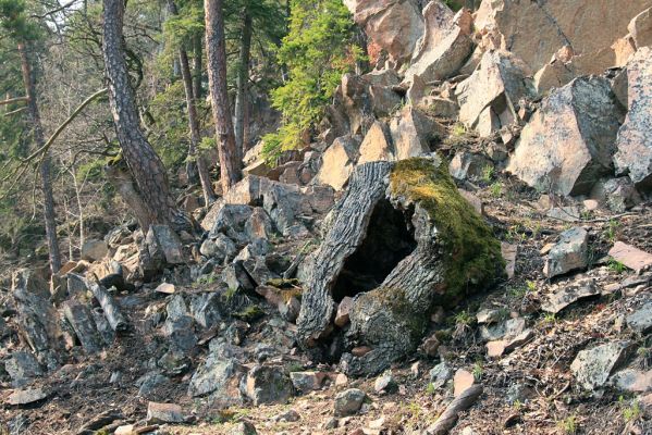 Strádovské Peklo, 1.4.2008
Suťový les. Dubový pařez.
Schlüsselwörter: Nasavrky Strádovské Peklo suťový lesC dubový pařez