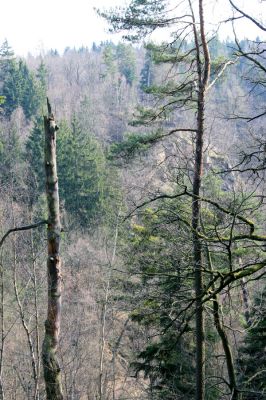 Strádovské Peklo, 1.4.2008
Kaňon Chrudimky u Strádova.
Klíčová slova: Nasavrky Strádovské Peklo lesD Chrudimka