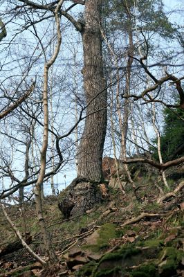 Strádovské Peklo, 1.4.2008
Suťový les u Strádova. Dutý dub, osídlený vzácnými kovaříky Ischnodes sanguinicollis.
Klíčová slova: Nasavrky Strádovské Peklo suťový lesD Ischnodes sanguinicollis