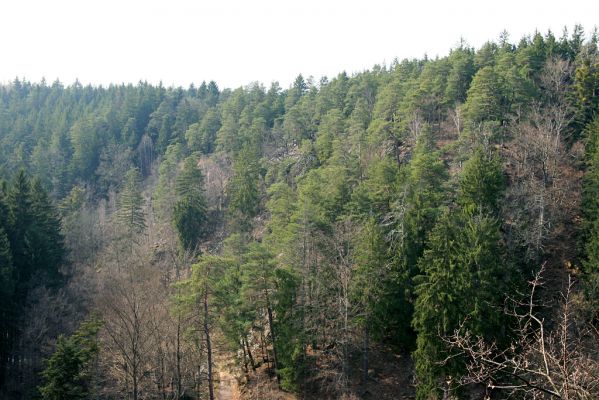 Strádovské Peklo, 1.4.2008
Kaňon Chrudimky. Pohled na suťový les a reliktní bor od Strádova.
Mots-clés: Nasavrky Strádovské Peklo suťový lesC reliktní bor