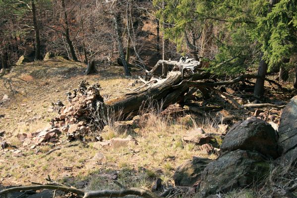 Strádovské Peklo, 1.4.2008
Suťový les. Padlý dub.
Schlüsselwörter: Nasavrky Strádovské Peklo suťový lesE