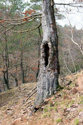 Strádovské Peklo, 1.4.2008
Suťový les. Dutý buk.
Klíčová slova: Nasavrky Strádovské Peklo suťový lesE