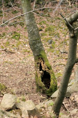 Strádovské Peklo, 1.4.2008
Suťový les. Dutý buk na úpatí suťoviště. Nárazy padajících kamenů umožňují vznik četných dutin. 
Klíčová slova: Nasavrky Strádovské Peklo suťový lesE