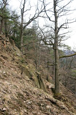 Strádovské Peklo, 1.4.2008
Suťový les.
Schlüsselwörter: Nasavrky Strádovské Peklo suťový lesE