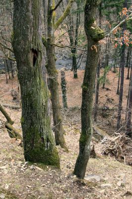 Strádovské Peklo, 1.4.2008
Suťový les.
Schlüsselwörter: Nasavrky Strádovské Peklo suťový lesE