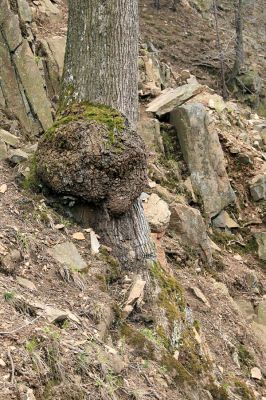 Strádovské Peklo, 1.4.2008
Suťový les.
Schlüsselwörter: Nasavrky Strádovské Peklo suťový lesE