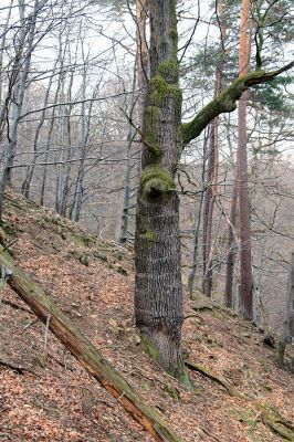 Strádovské Peklo, 1.4.2008
Suťový les.
Schlüsselwörter: Nasavrky Strádovské Peklo suťový lesF