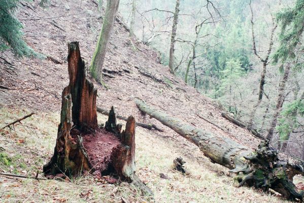 Nasavrky, Libáň, 11.4.2004 
Strádovské Peklo.


Klíčová slova: Nasavrky Libáň Strádovské Peklo Ampedus cardinalis