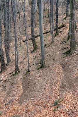 Strádovské Peklo, 1.4.2008
Suťový les. Mufloní chodníčky.
Klíčová slova: Nasavrky Strádovské Peklo suťový lesF