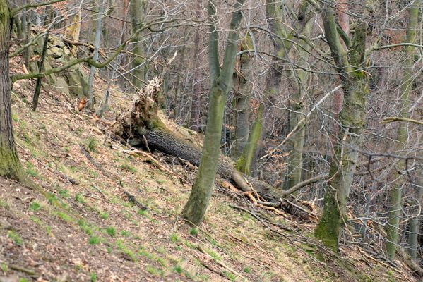 Strádovské Peklo, 1.4.2008
Suťový les. Padlý dub.
Klíčová slova: Nasavrky Strádovské Peklo suťový lesF