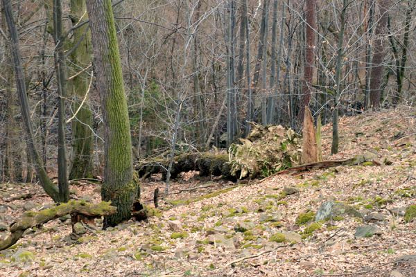 Strádovské Peklo, 1.4.2008
Suťový les.
Schlüsselwörter: Nasavrky Strádovské Peklo suťový lesF