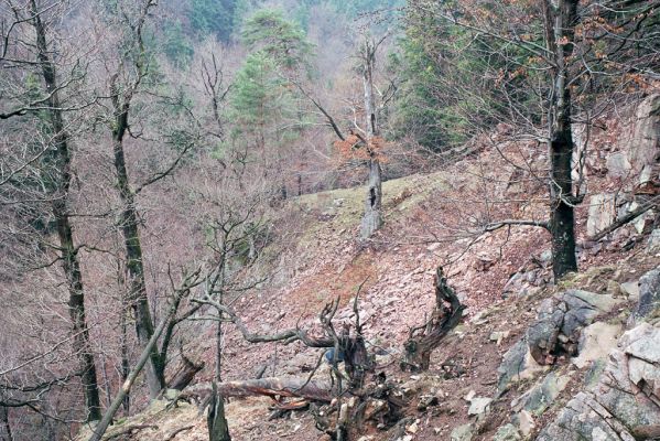 Nasavrky, Libáň, 11.4.2004 
Strádovské Peklo.

Klíčová slova: Nasavrky Libáň Strádovské Peklo Anostirus castaneus purpureus