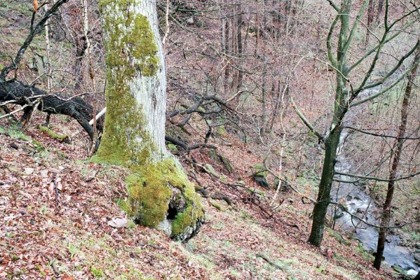 Lukavice, Výsonín, 11.4.2004 
Strádovské Peklo. Dub osídlený kovaříky Ischnodes sanguinicollis.



Klíčová slova: Lukavice Výsonín Strádovské Peklo Ischnodes sanguinicollis