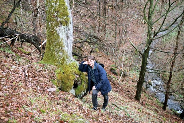 Lukavice, Výsonín, 11.4.2004 
Strádovské Peklo. Dub osídlený kovaříky Ischnodes sanguinicollis.

Mots-clés: Lukavice Výsonín Strádovské Peklo Ischnodes sanguinicollis Cardiophorus nigerrimus Dušánek