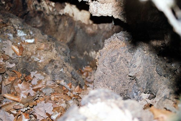 Lukavice, Výsonín, 11.4.2004
Strádovské Peklo. Dutina dubu osídlená kovaříky Ischnodes sanguinicollis
Klíčová slova: Lukavice Výsonín Strádovské Peklo Ischnodes sanguinicollis