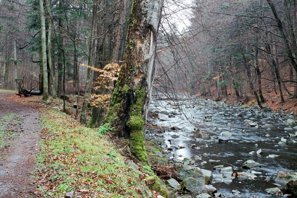 Svídnice, Práčov, 11.4.2004
Strádovské Peklo - Chrudimka.



Klíčová slova: Svídnice Práčov Strádovské Peklo