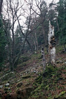Svídnice, Práčov, 11.4.2004
Strádovské Peklo.


Klíčová slova: Svídnice Práčov Strádovské Peklo
