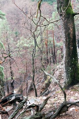 Licibořice, 11.4.2004
Strádovské Peklo.


Klíčová slova: Licibořice Strádovské Peklo