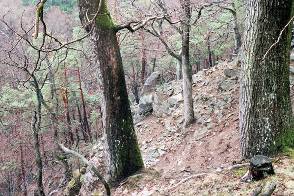 Licibořice, 11.4.2004
Strádovské Peklo.
Klíčová slova: Licibořice Strádovské Peklo