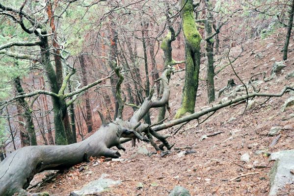 Licibořice, 11.4.2004
Strádovské Peklo.



Klíčová slova: Licibořice Strádovské Peklo