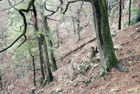 Licibořice, 11.4.2004
Strádovské Peklo.



Klíčová slova: Licibořice Strádovské Peklo