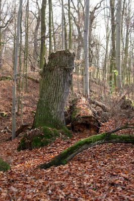 Petrohrad, 18.11.2009
PP Háj Petra Bezruče. Rozlomený kmen dubu.
Klíčová slova: Petrohrad PP Háj Petra Bezruče