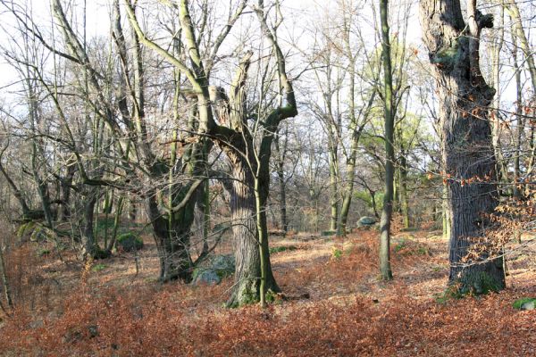 Petrohrad, 18.11.2009
PP Háj Petra Bezruče.
Klíčová slova: Petrohrad PP Háj Petra Bezruče