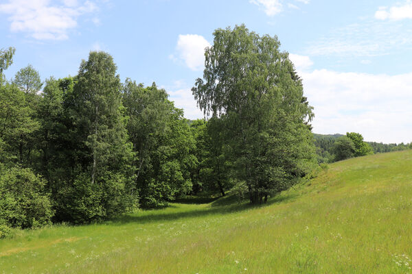 Petrovice, 10.6.2023
Údolí Olšového potoka.
Keywords: Petrovice Hladov niva Olšového potoka Aplotarsus angustulus