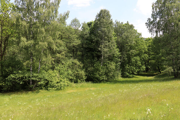 Petrovice, 10.6.2023
Údolí Olšového potoka.
Keywords: Petrovice Hladov niva Olšového potoka Aplotarsus angustulus