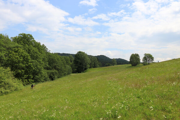 Petrovice, 10.6.2023
Údolí Olšového potoka.
Keywords: Petrovice Hladov niva Olšového potoka Aplotarsus angustulus Brůha