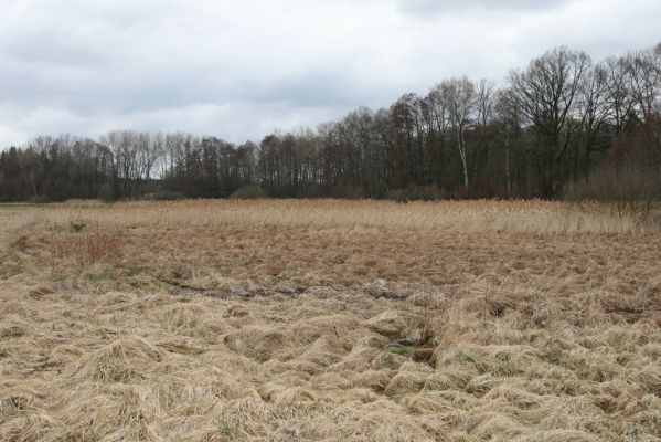 Týniště nad Orlicí, Petrovice, 13.4.2013
Podmáčená louka u cesta k železniční zastávce.
Klíčová slova: Týniště nad Orlicí Petrovice